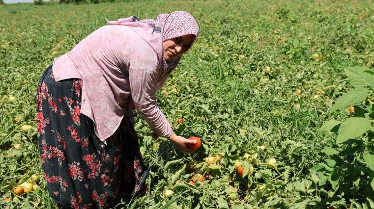 Aydın'da Salça Ve Kışlık Telaşı Başladı